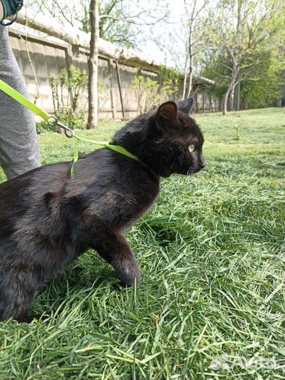 Кот кошка котята