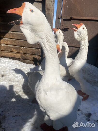 Гуси холмогорские