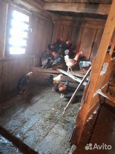 Мясо молодых петушков