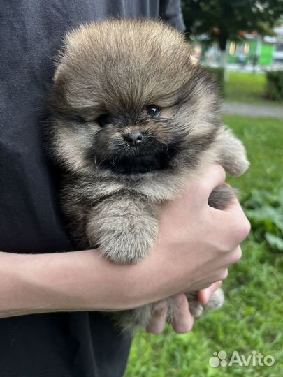 Померанский шпиц