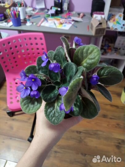 Фиалка в горшке