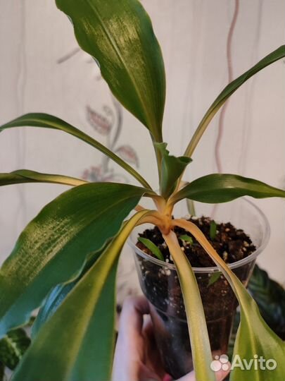 Комнатные цветы разные