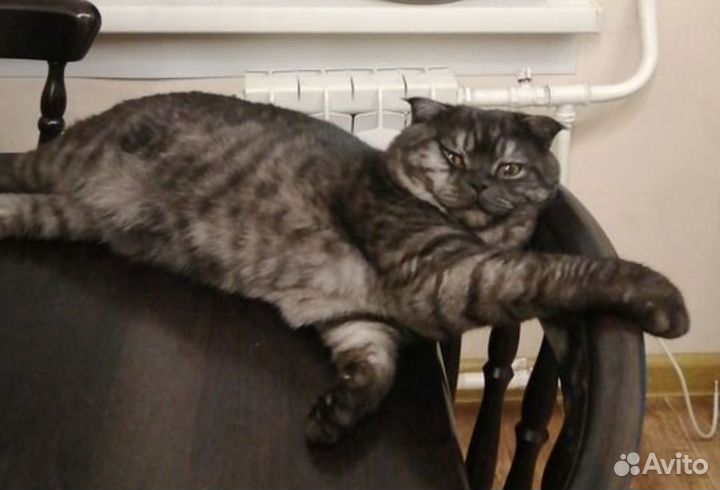 Британские котята