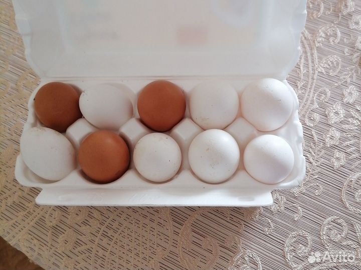 Домашние куриные яйца