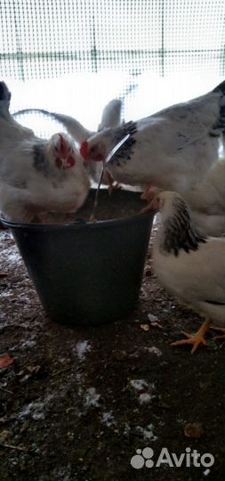 Куры Адлеровская серебристая