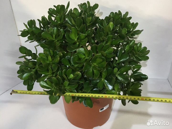 Денежное дерево большое