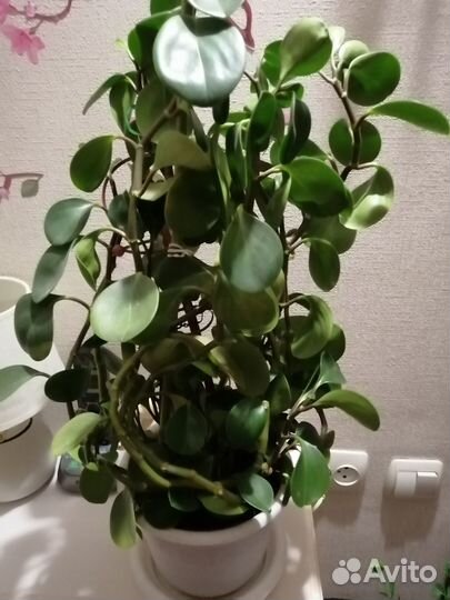 Цветок пеперомия