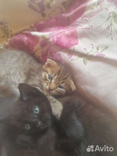 Котята вислоухой кошечки