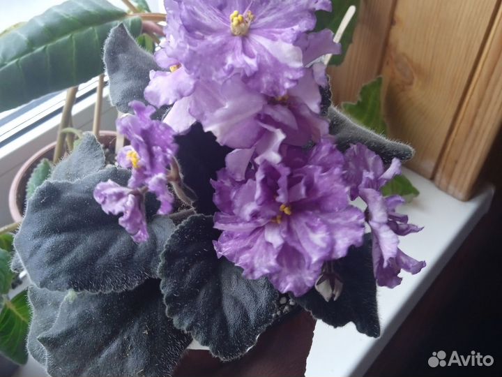 Молодая фиалка