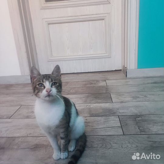 Кошечка молоденькая