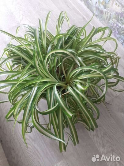 Хлорофитум