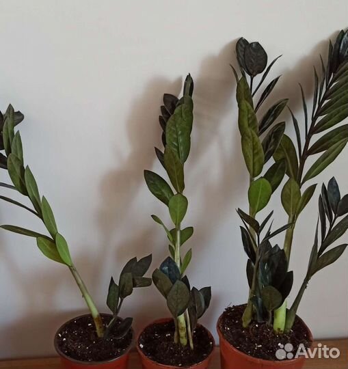 Замиокулькас чёрный - Рейвен (Raven), Супер Нова