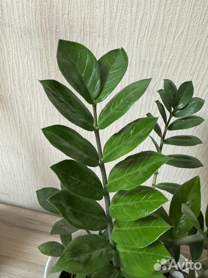Растение Долларовое дерево/ Замиокулькас