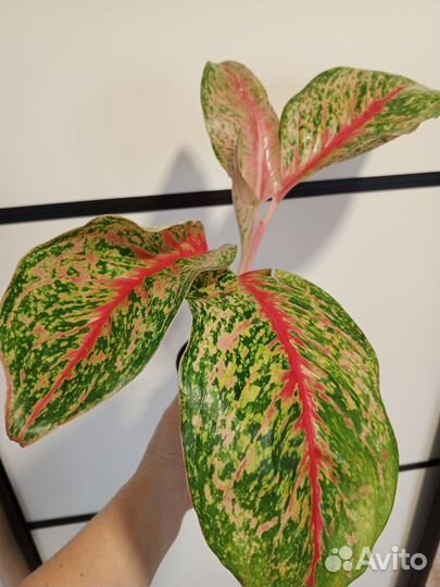 Сортовые аглаонемы 1