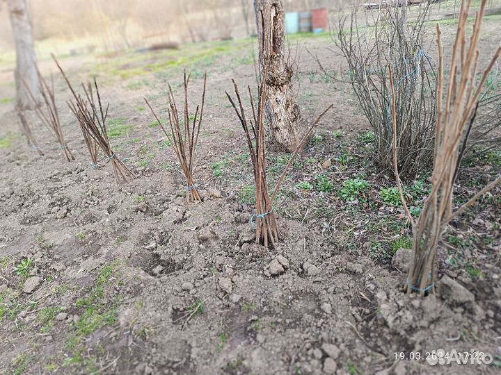 Саженцы сумах оленерогий