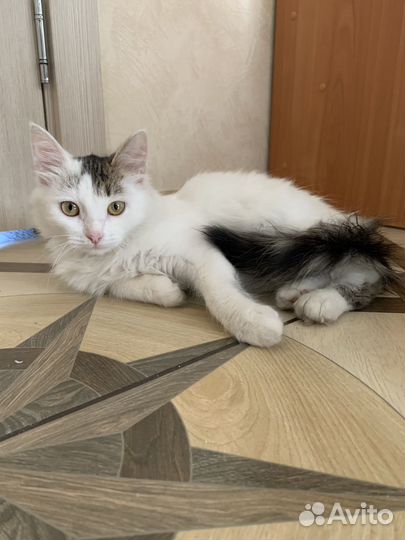 Котик в добрые руки