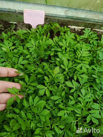 Рассада бархатцев