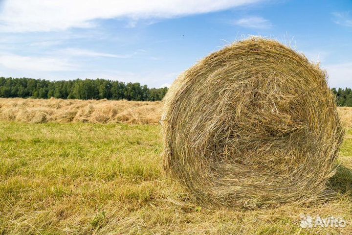 Сено в рулонах