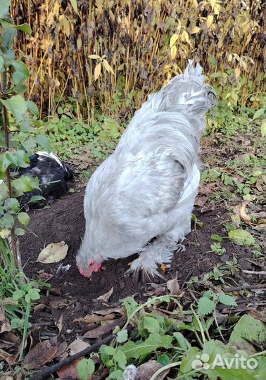 Петух Брама Изабелла