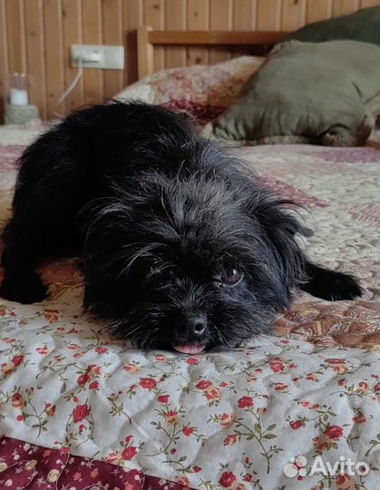 Мальчик Аффенпинчер