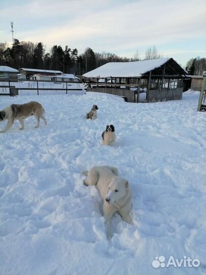 Собака Алабай щенки, две девочки