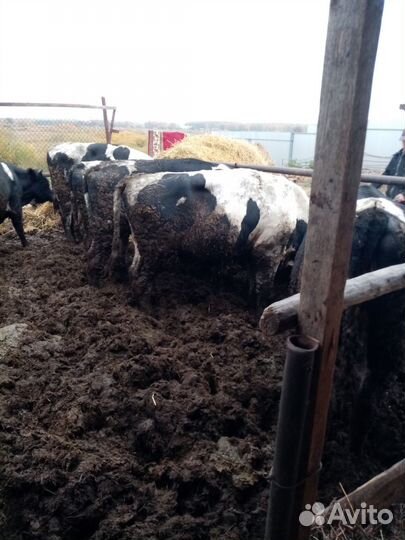 Быки на мясо