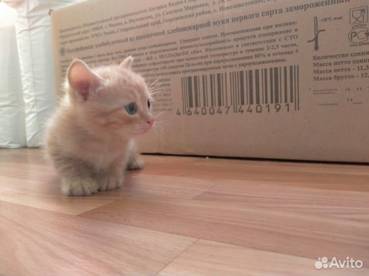 Котята в добрые руки бесплатно