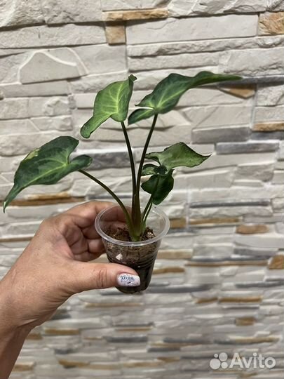 Сингониумы