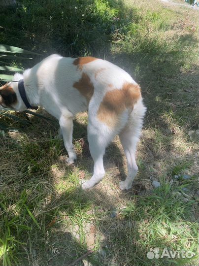 В добрые руки