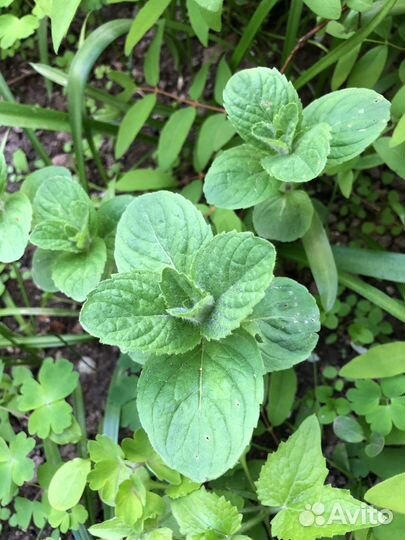 Пряные травы для дачи