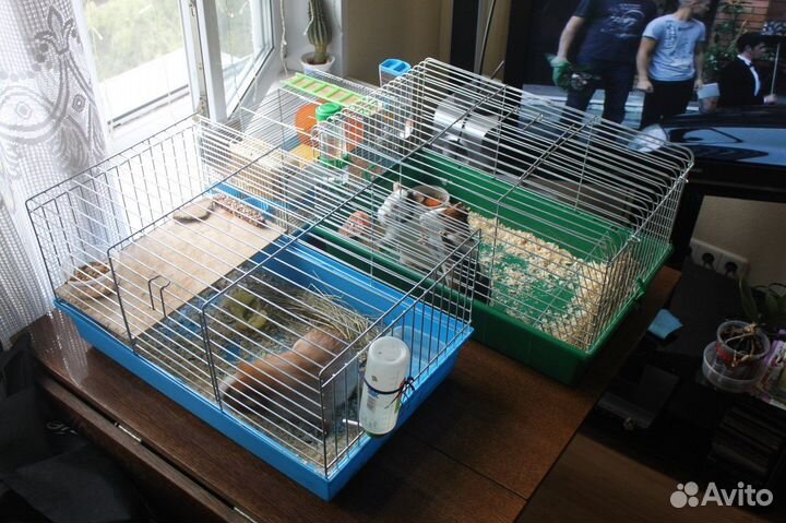 Передержка грызунов, клеточных животных, зооняня