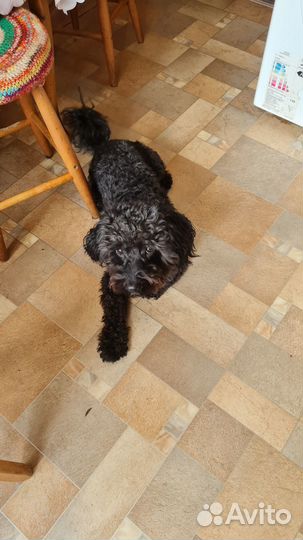 Мальтипу вязка