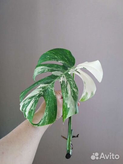 Монстера альба