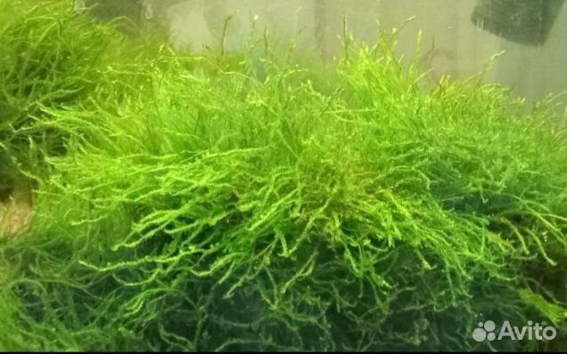 Улитки Хелены,сомики анциструсы