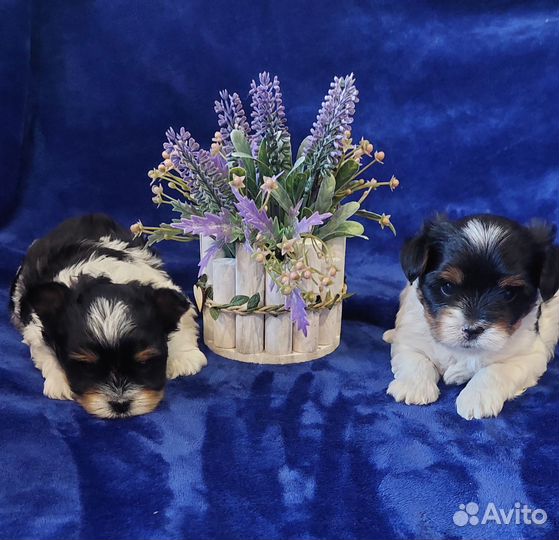 Щенки бивер йорка