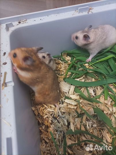 Сирийские хомячки малыши бронь до 07.05 до 20:00