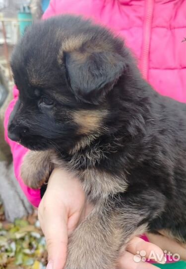 Собака немецкая овчарка