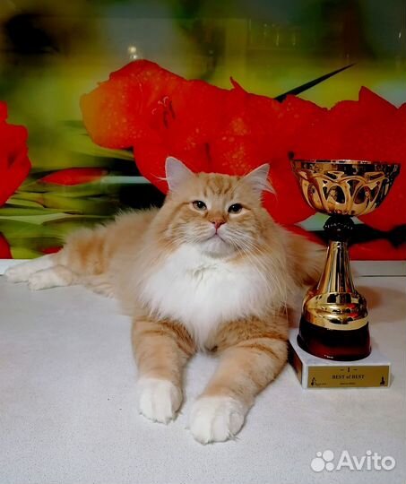 Настоящие сибиряки