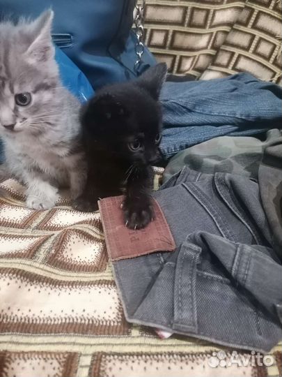 Котята в добрые руки