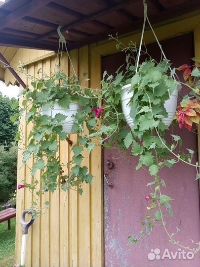 Лофос в кашпо