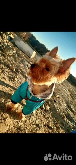 Вязка Йоркширский терьер