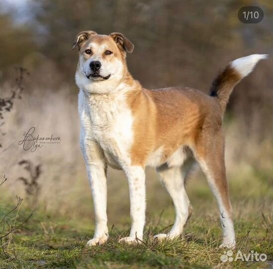 Большой и добрый пес