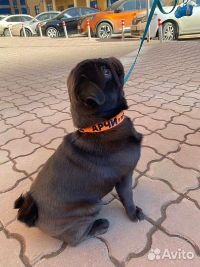 Ошейник с именным адресником