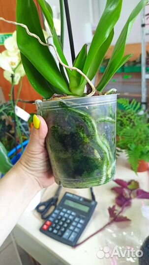 Орхидея фаленопсис