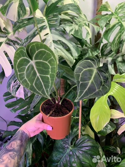 Антуриум кларинервиум