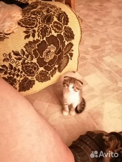 Отдам бесплатно