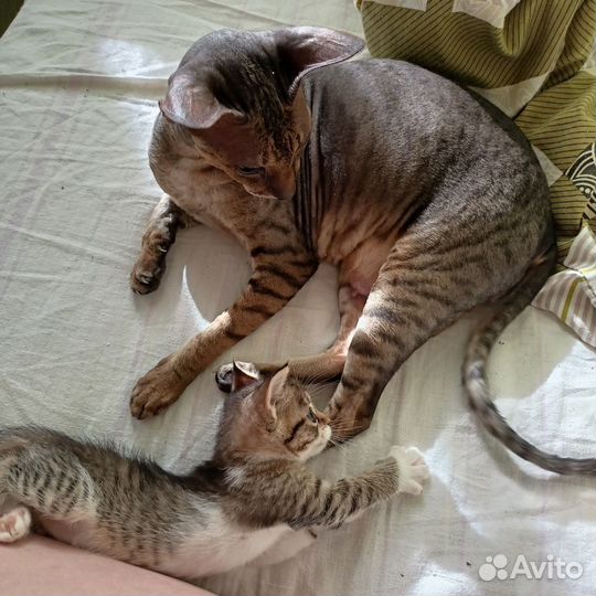 Котенок-девочка в добрые руки