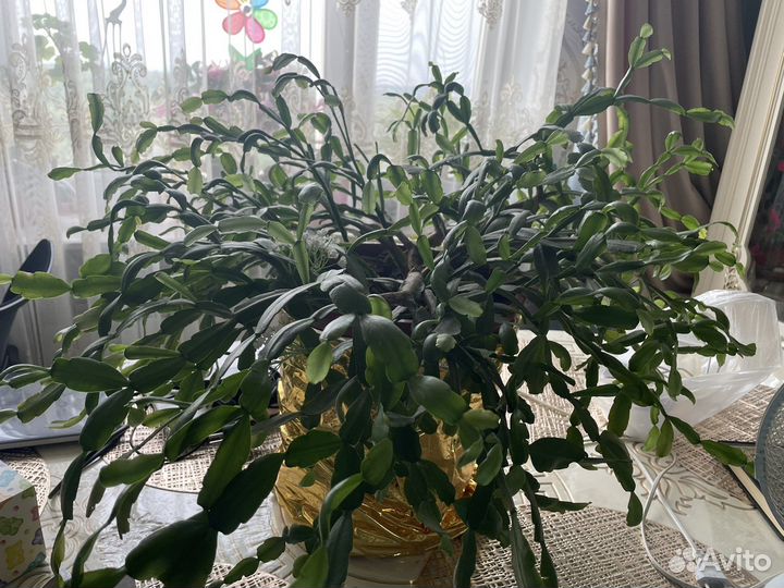 Цветы отдаю