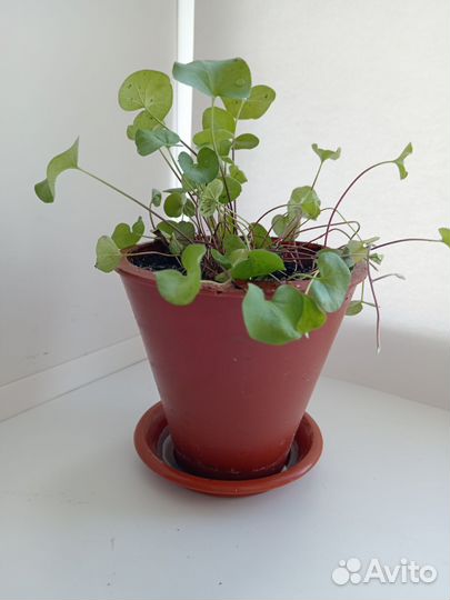 Комнатные цветы