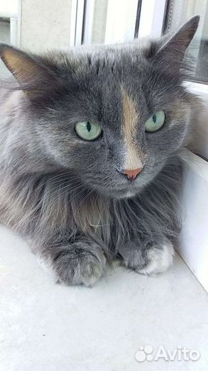 Стрелка трехцветная кошечка(стерилизованная)